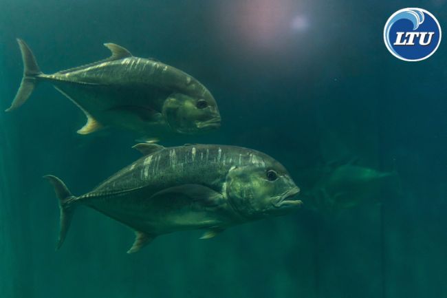 10 Interesting Facts About Giant Trevally